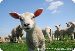 curious lamb in spring