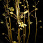 Ghost Orchid