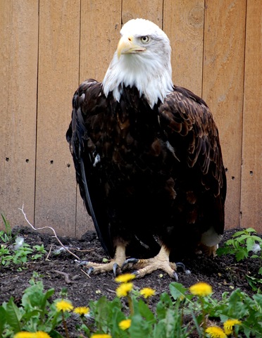[aviary602.jpg]