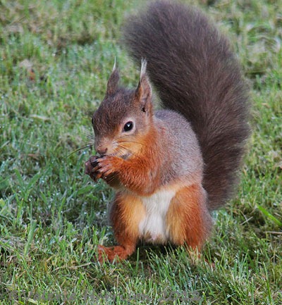 [red-squirrel%2520%25282%2529%255B2%255D.jpg]