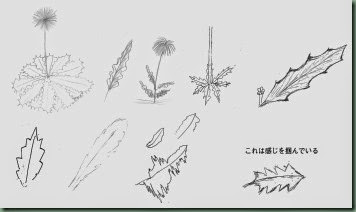 タンポポの葉を描けない_sample タンポポの葉を描けない_sample