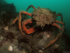 Crab: spider crab