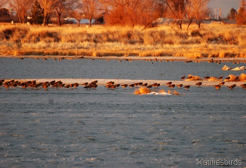 7. curlews-kab