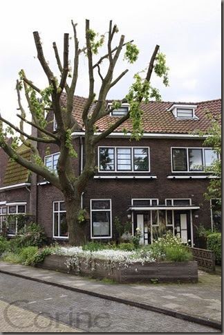 oud oud