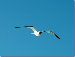 6887 Texas, South Padre Island - Osprey Cruises - Sea Life Safari  -  Laughing Gull