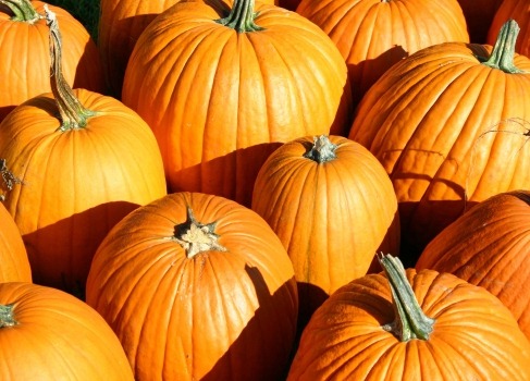 [pumpkins-487x350%255B2%255D.jpg]