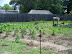 Jamestown Settlement in May