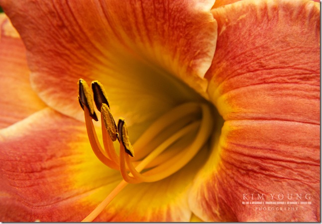 finding flower