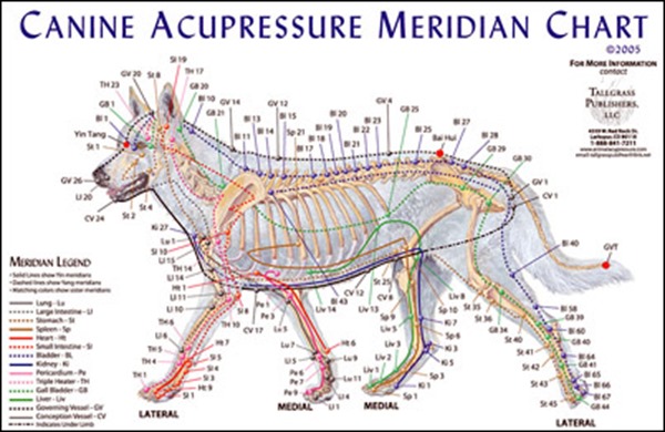 veterinary-acupuncture