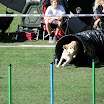 Agility - Turnier 2010 112.jpg