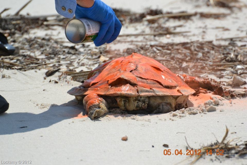 [LaurelLockamyturtle0504126.jpg]