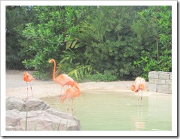 Florida vacation Sea world flamingos1