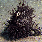 Hairy frogfish (Lembeh Strait)