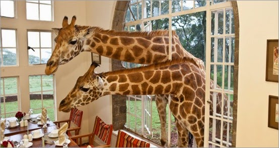 giraffe_hotel_monllar