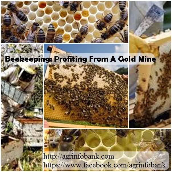 [Beekeeping%2520Profiting%2520From%2520A%2520Gold%2520Mine%255B3%255D.jpg]