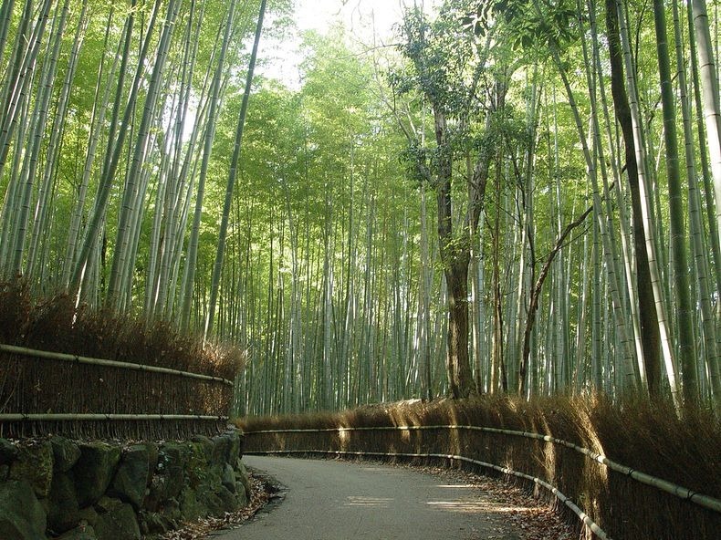 Foto: Keindahan Hutan Bambu Sagano Di Jepang [ www.BlogApaAja.com ]