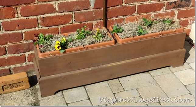 Pansies by Porch Pansies by Porch