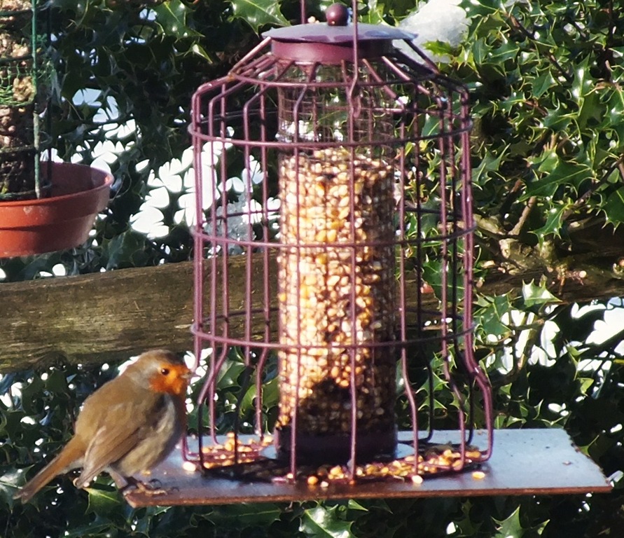 [robin%2520%25282%2529%255B3%255D.jpg]