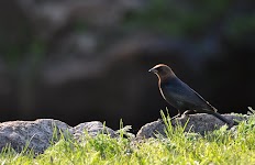 DSC_0076_new.jpg