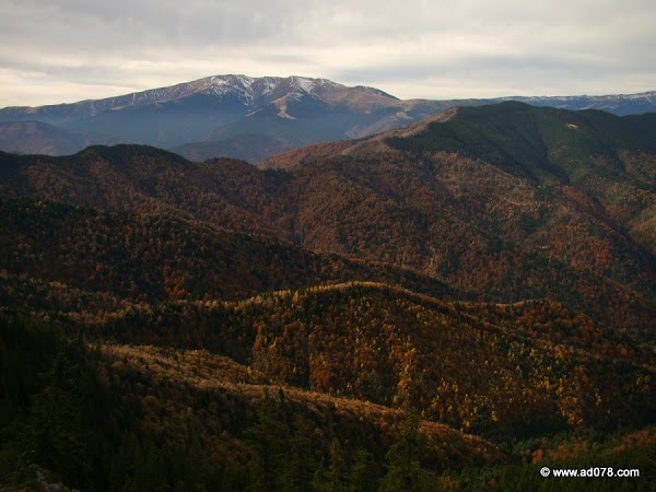 cioranga ramura de sus-16.JPG