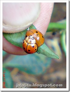Variable Ladybird_Coelophora inaequalis_mating
