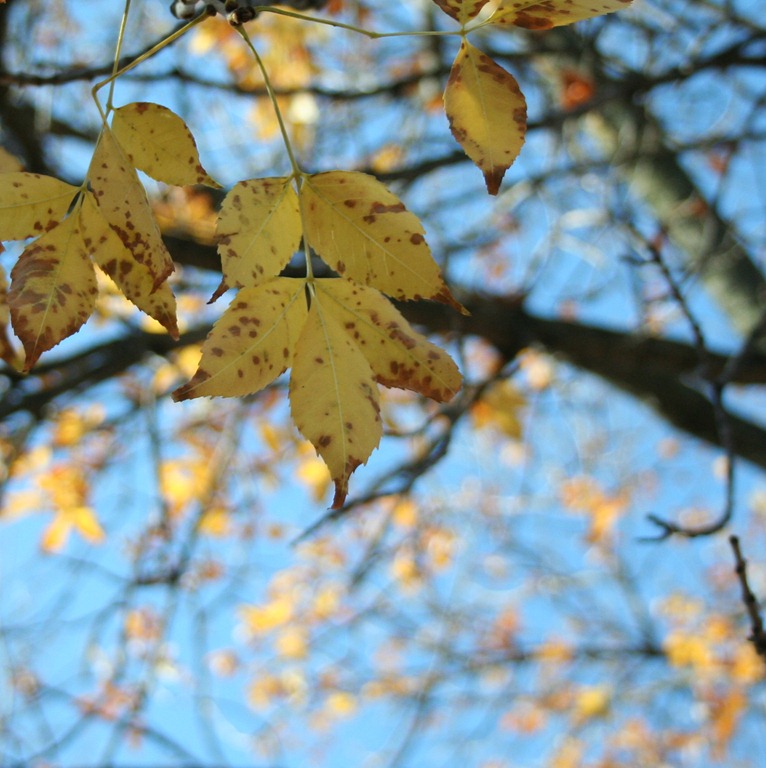 [Crossing-Fall-0145.jpg]