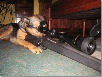 new guard dog