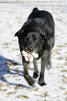 Basil's late companion and best buddy Tasha, at home in Colorado. She was adopted from a local shelter and lived a full happy life with Basil, her other pooch siblings and the Wallace humans, until she passed from Cancer last year :( Basil's late companion and best buddy Tasha, at home in Colorado. She was adopted from a local shelter and lived a full happy life with Basil, her other pooch siblings and the Wallace humans, until she passed from Cancer last year :(