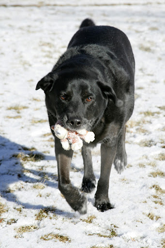 Basil's late companion and best buddy Tasha, at home in Colorado. She was adopted from a local shelter and lived a full happy life with Basil, her other pooch siblings and the Wallace humans, until she passed from Cancer last year :(
