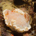 P8195864