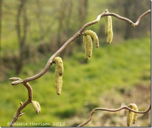 5-contorted-hazel