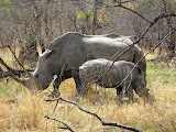 It was really cool watching the mother and baby rhino walk around. Transition to Madagascar - 053.jpg