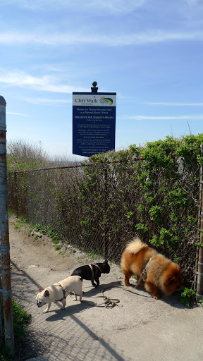 Girls!  Let's explore Cliff Walk!  There are so many interesting smells already, and we're just at the beginning of the path!