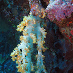 Soft coral
