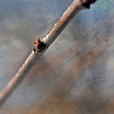 springbokehshf1a.jpg