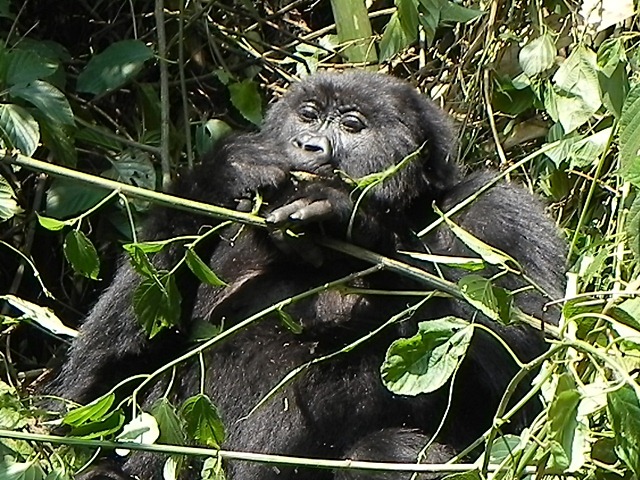 [Rwanda_Gorillas-62.jpg]