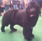 Newfoundland