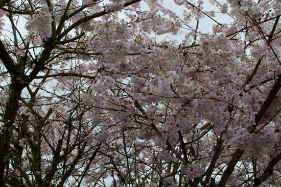 [DSC_4309%255B4%255D.jpg]