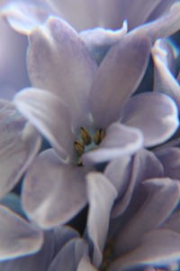 millefleur