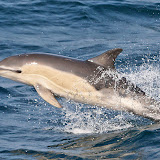 Common dolphin