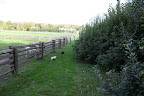 Of course they can't reach the apples.  They're fenced in.