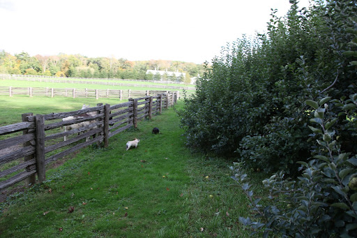 Of course they can't reach the apples.  They're fenced in.