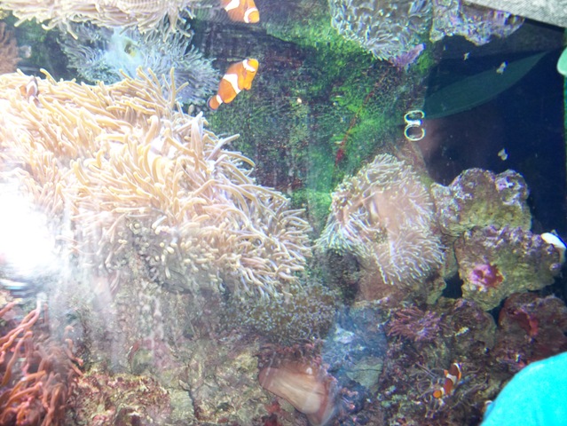 [christmas2010June20115102.jpg]