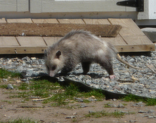 Oh, and we also have THIS in our yard. Opossum!