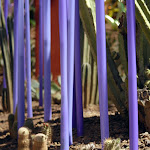 purple stalks too.jpg