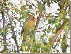 CARDINAL-EDIT (2) CARDINAL-EDIT (2)