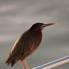 Green Heron