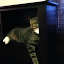 cats_chance_2011_06_10_10.jpg cats_chance_2011_06_10_10.jpg