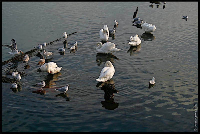 Вид на Америку: Sheepshead bay (foto america  фото путешествия моря и океаны new york  0101 NY%25252C%252520Sheepshead 2)