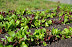 Farm at Ninety Acres Culinary Center